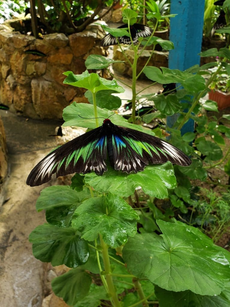 Butterfly Garden em Cameron Highlands